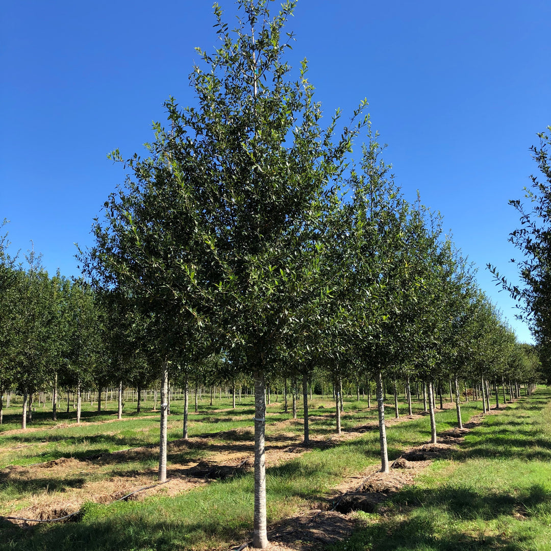 Quercus hemisphaerica ‘QHMTF’ ~ Avalyn® Laurel Oak-ServeScape