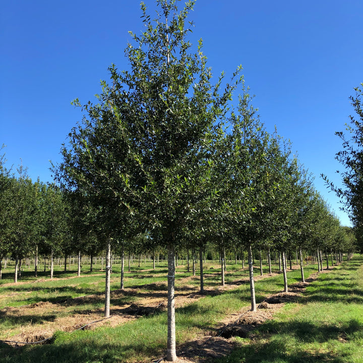 Quercus hemisphaerica ‘QHMTF’ ~ Avalyn® Laurel Oak-ServeScape