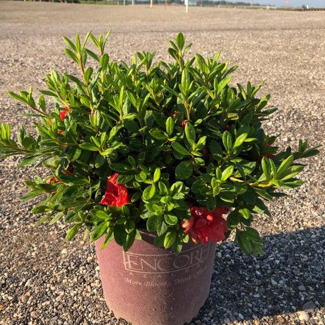 Rhododendron ‘Conleb’ ~ Encore® Autumn Embers™ Azalea-ServeScape