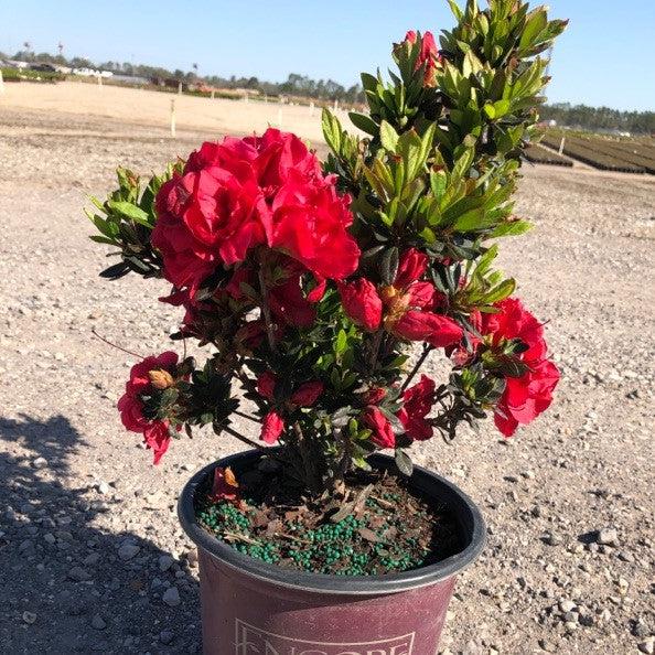 Autumn fire deals encore azalea