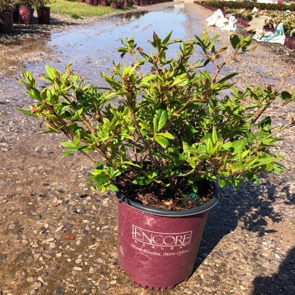 Rhododendron 'Robleu' ~ Encore® Autumn Jewel™ Azalea-ServeScape