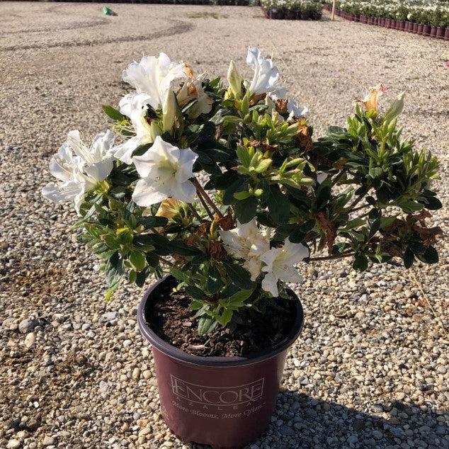 Rhododendron ‘Roblex’ ~ Encore® Autumn Lily™ Azalea-ServeScape