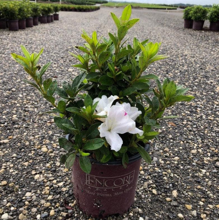Rhododendron ‘Roblex’ ~ Encore® Autumn Lily™ Azalea-ServeScape