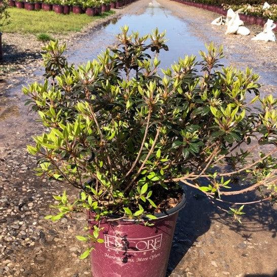 Rhododendron ‘Roblea’ ~ Encore® Autumn Princess™ Azalea-ServeScape