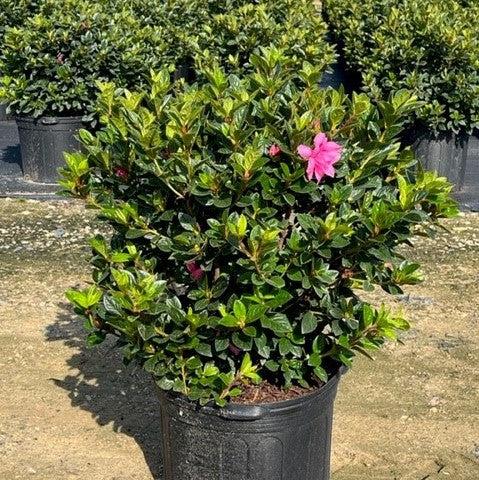 Rhododendron ‘Roblec’ ~ Encore® Autumn Carnation™ Azalea-ServeScape