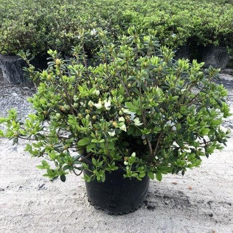 Rhododendron 'Pleasant White' ~ Pleasant White Azalea-ServeScape