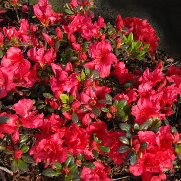 Azalea kaempferi 'Johanna' ~ Johanna Azalea-ServeScape