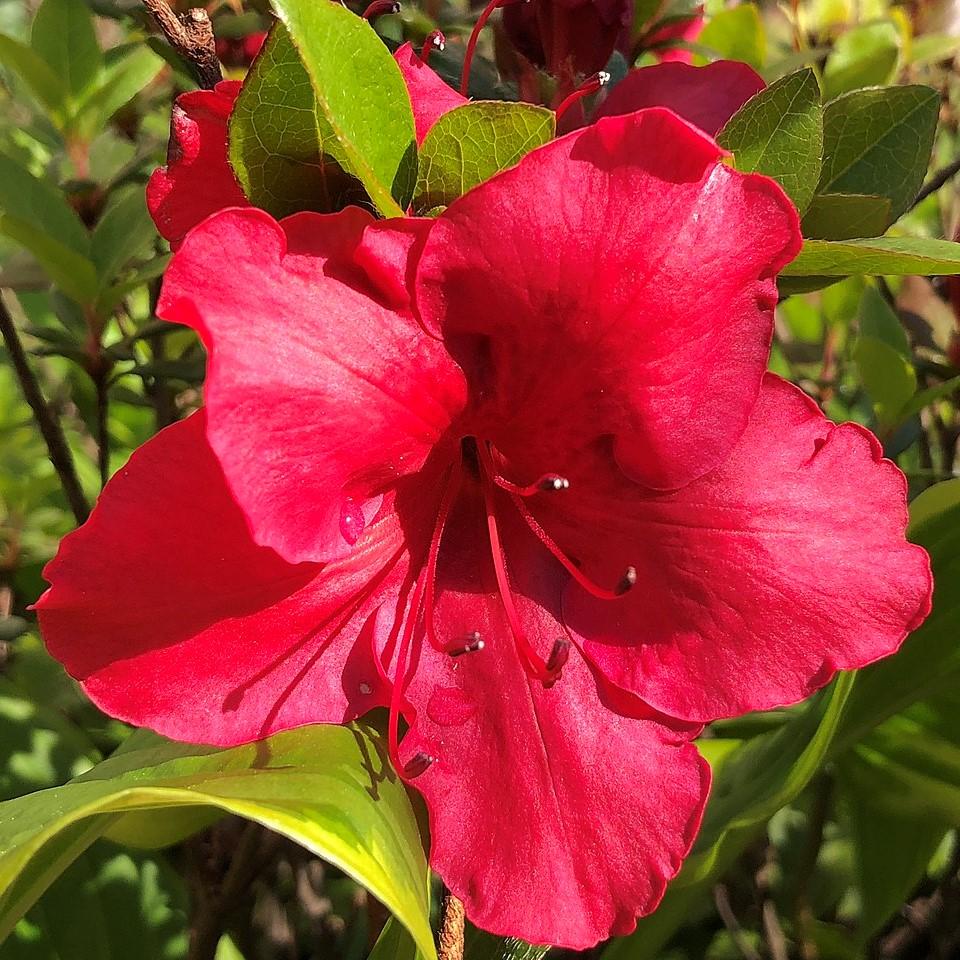 Azalea kaempferi 'Johanna' ~ Johanna Azalea-ServeScape