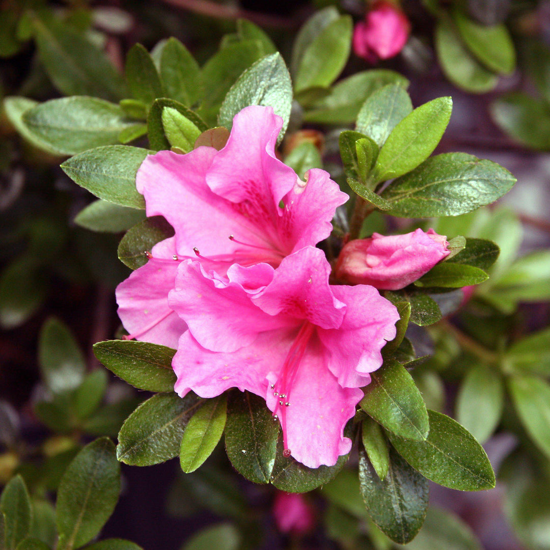 Azalea x 'Gumpo Pink' ~ Gumpo Pink Azalea-ServeScape