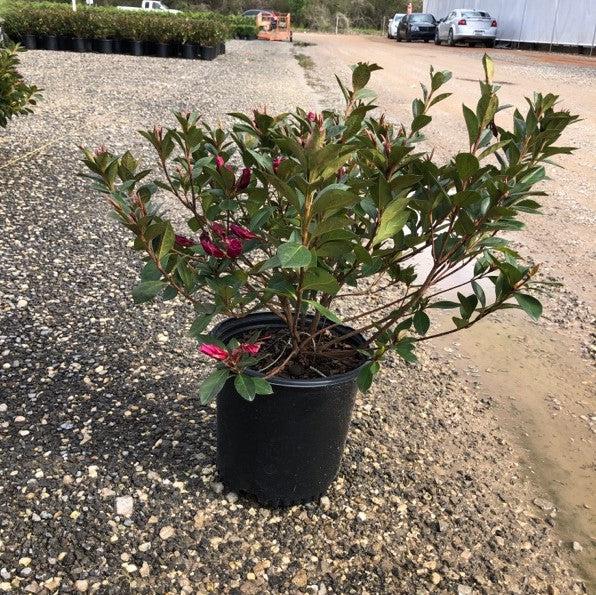 Rhododendron indica 'Formosa' ~ Red Formosa Azalea-ServeScape
