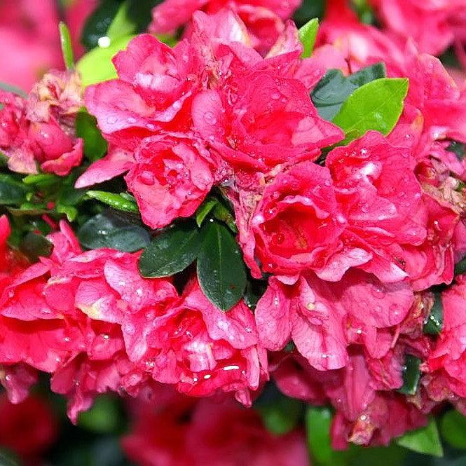 Rhododendron kurume 'Hershey's Red' ~ Hershey's Red Azalea-ServeScape