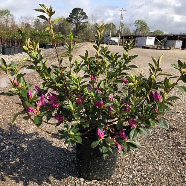 Rhododendron indica 'Formosa' ~ Formosa Azalea, Purple-ServeScape