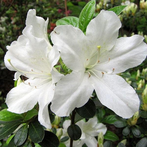 Rhododendron ‘Glacier’ ~'Glacier' Azalea (Glenn Dale hybrid)-ServeScape
