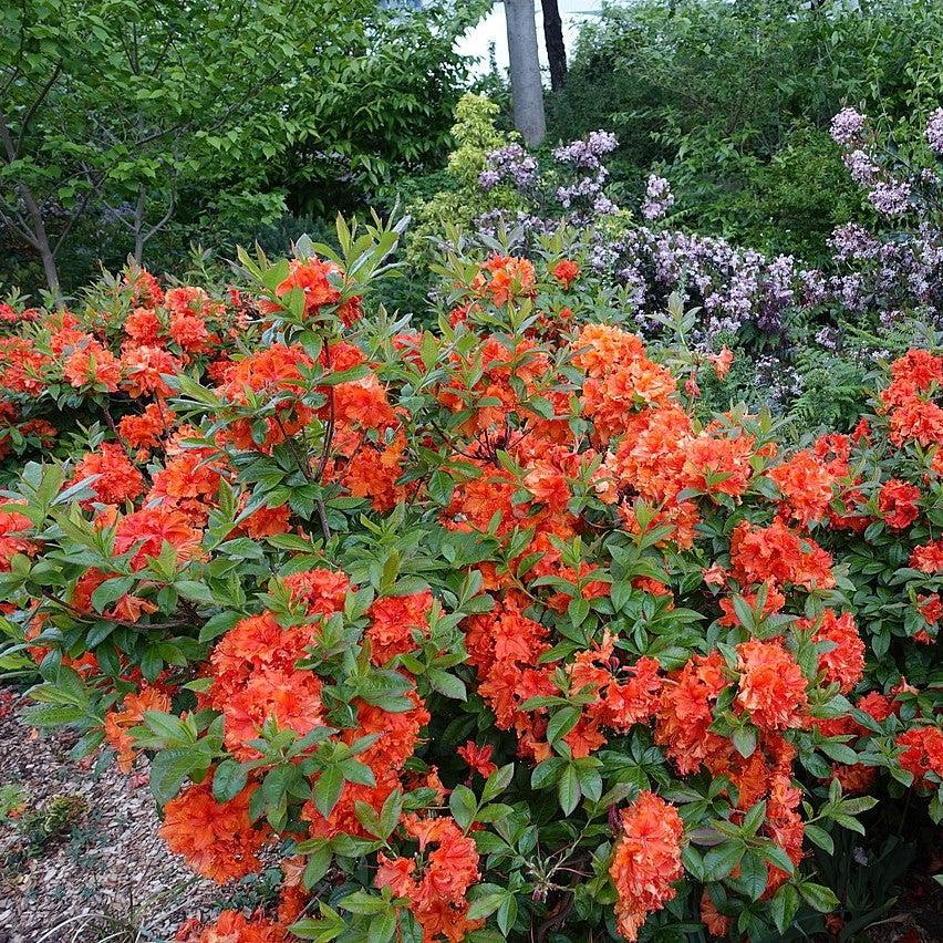 Rhododendron 'Admiral Franklin Buchanan' ~ Admiral Franklin Buchanan Native Azalea-ServeScape