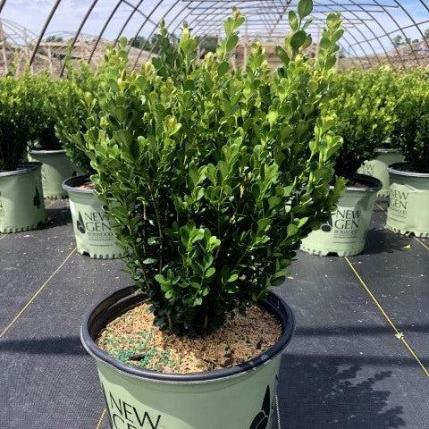 Buxus ‘SB300’ PP32421 ~ NewGen™ Freedom® Boxwood-ServeScape