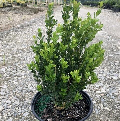 Buxus ‘SB300’ PP32421 ~ NewGen™ Freedom® Boxwood-ServeScape