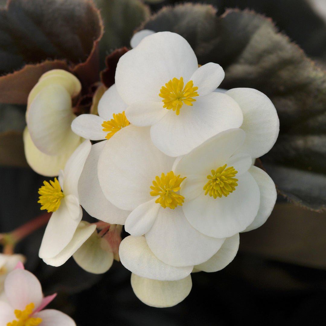 Begonia x 'PAS842638' ~ Baby Wing® White Bronze Leaf Begonia-ServeScape