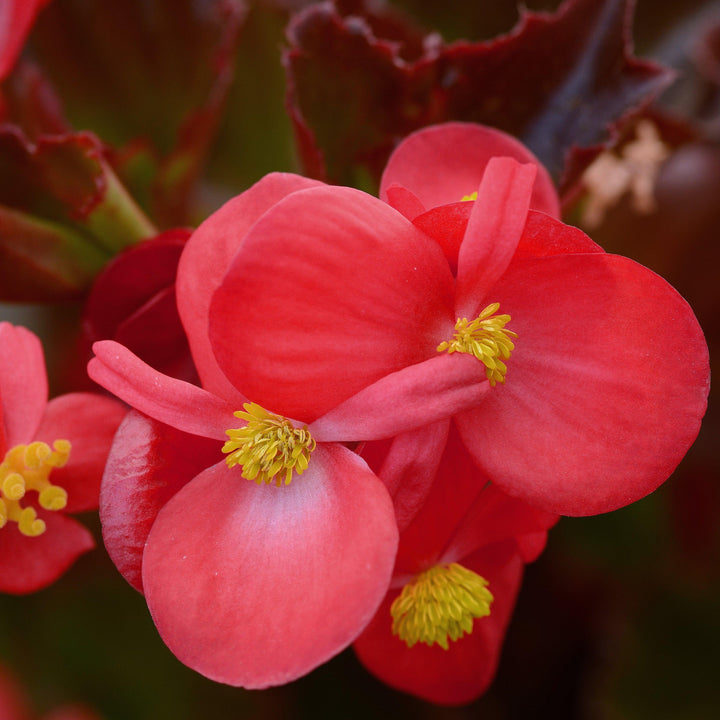 Begonia x 'PAS1085214' ~ Baby Wing® Red Begonia-ServeScape