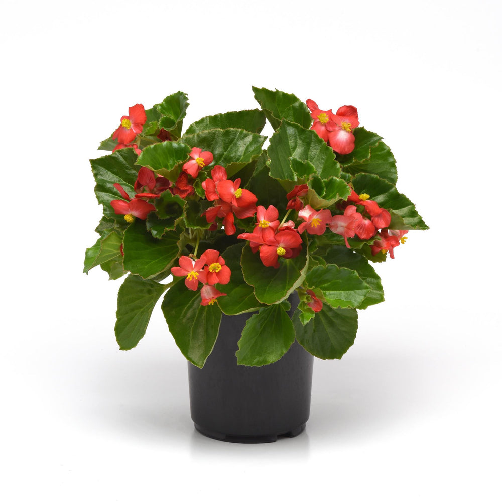 Begonia x 'PAS1085214' ~ Baby Wing® Red Begonia-ServeScape