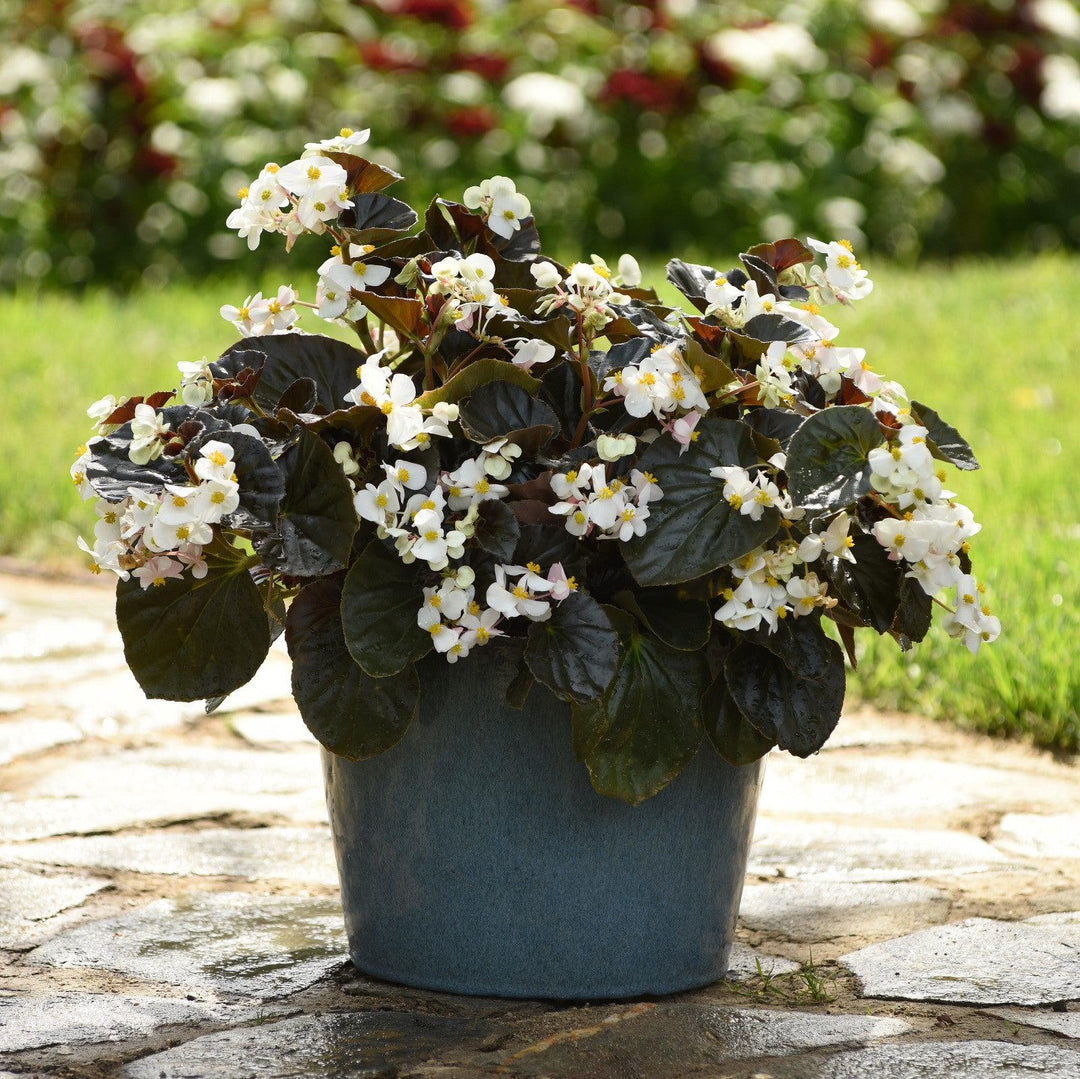 Begonia x 'PAS842638' ~ Baby Wing® White Bronze Leaf Begonia-ServeScape