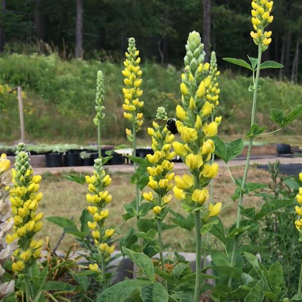 Baptisia 'American Goldfinch' ~ American Goldenfinch False Indigo - Delivered By ServeScape