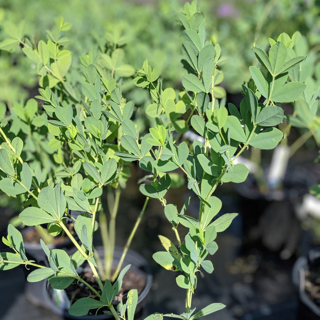 Baptisia australis ~ Blue False Indigo