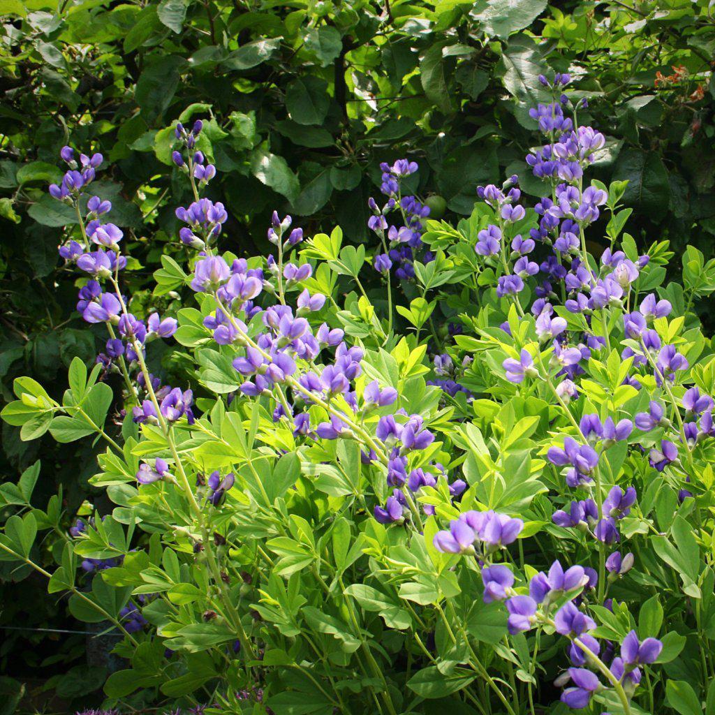 Baptisia australis ~ Blue False Indigo