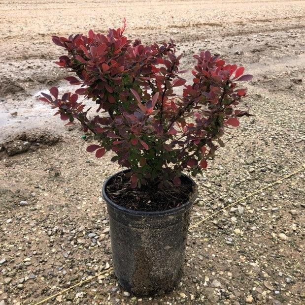 Berberis thunbergii 'Rose Glow' ~ Rose Glow Barberry-ServeScape