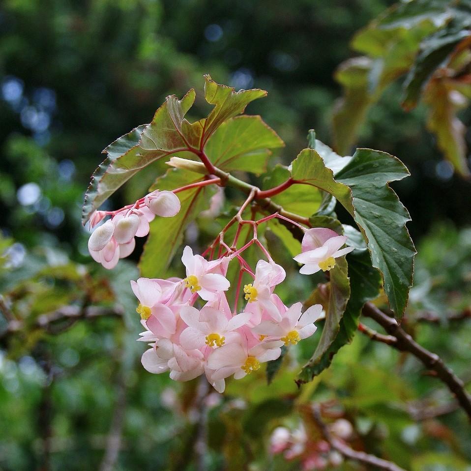 Begonia 'Pink Cane' ~ Pink Cane Begonia-ServeScape