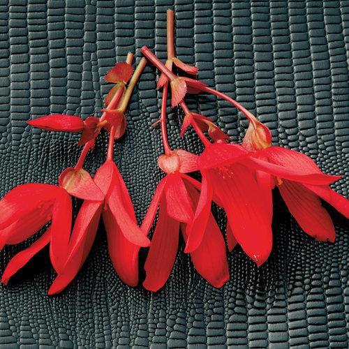 Begonia boliviensis 'BOL204' ~ Bossa Nova® Red Begonia-ServeScape
