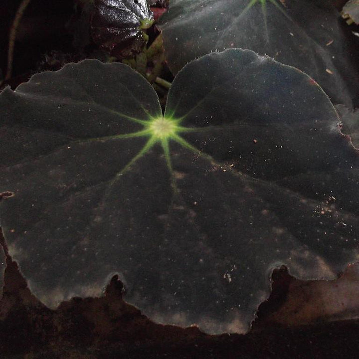 Begonia bowerae 'Black Velvet' ~ Black Velvet Begonia-ServeScape
