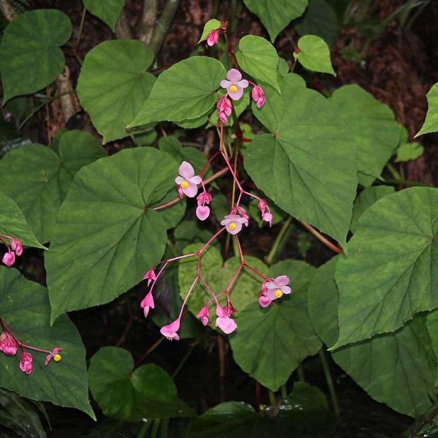 Begonia grandis ~ Hardy Begonia-ServeScape
