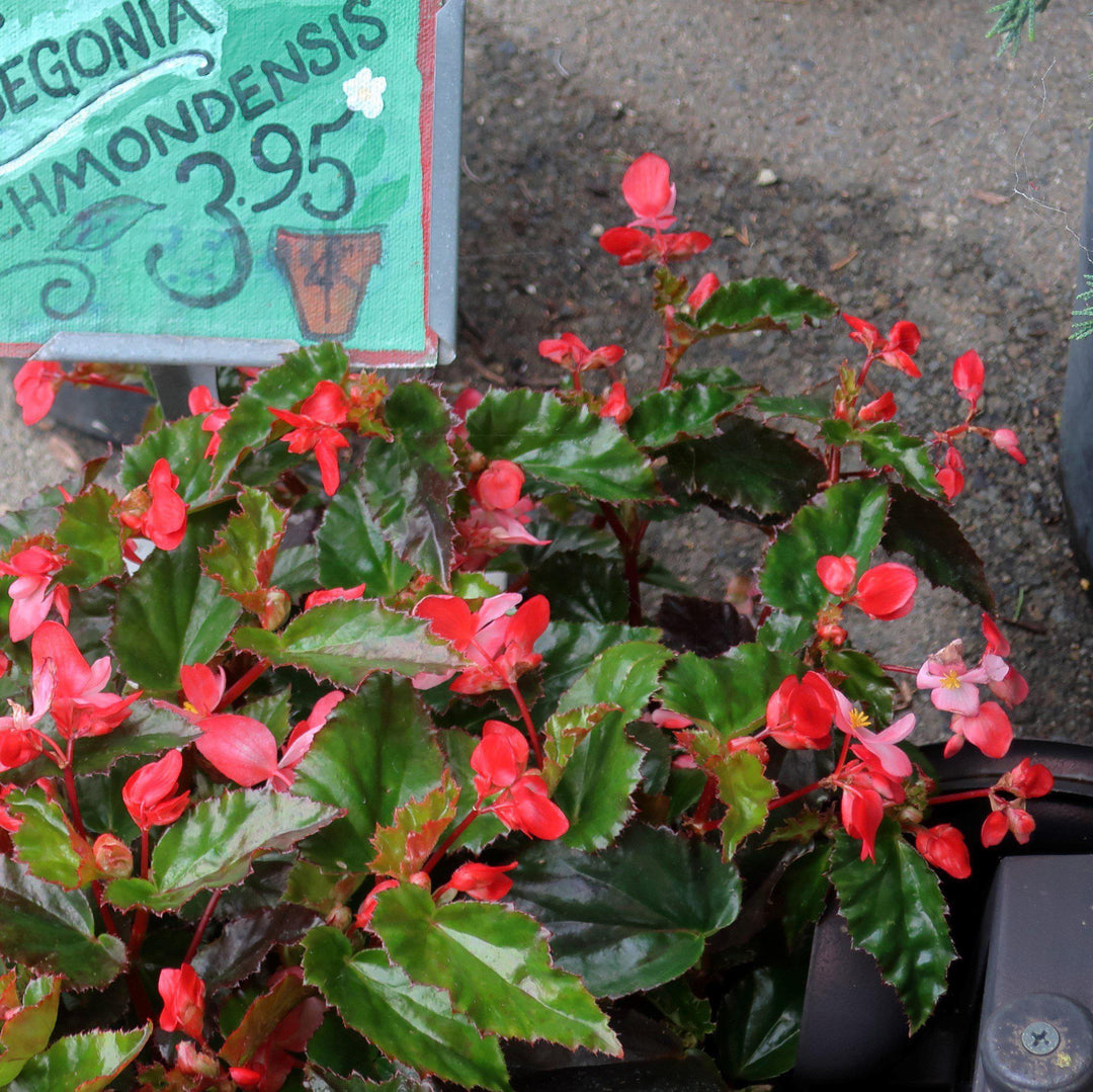 Begonia 'richmondensis' ~ Richmond Begonia-ServeScape