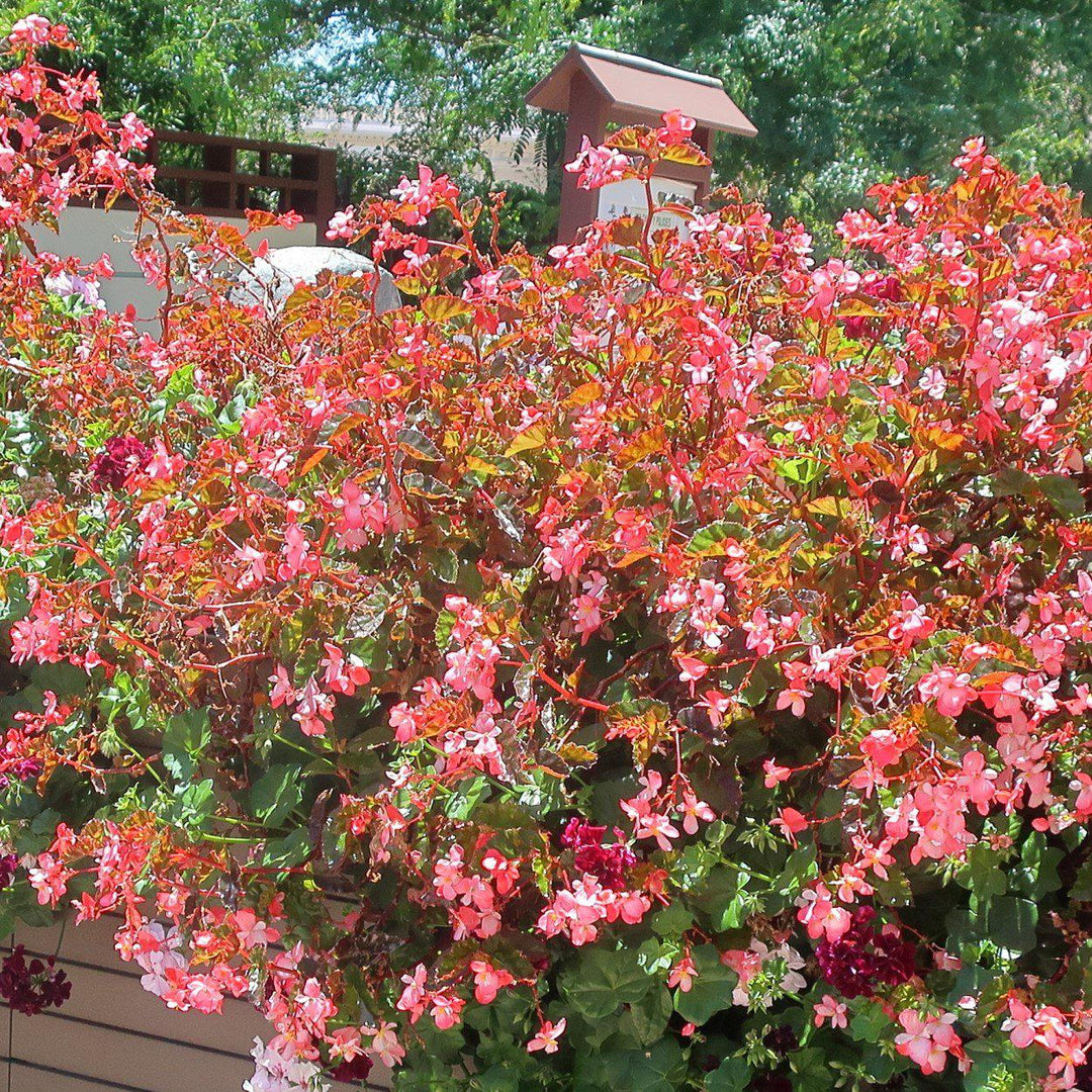 Begonia 'richmondensis' ~ Richmond Begonia-ServeScape