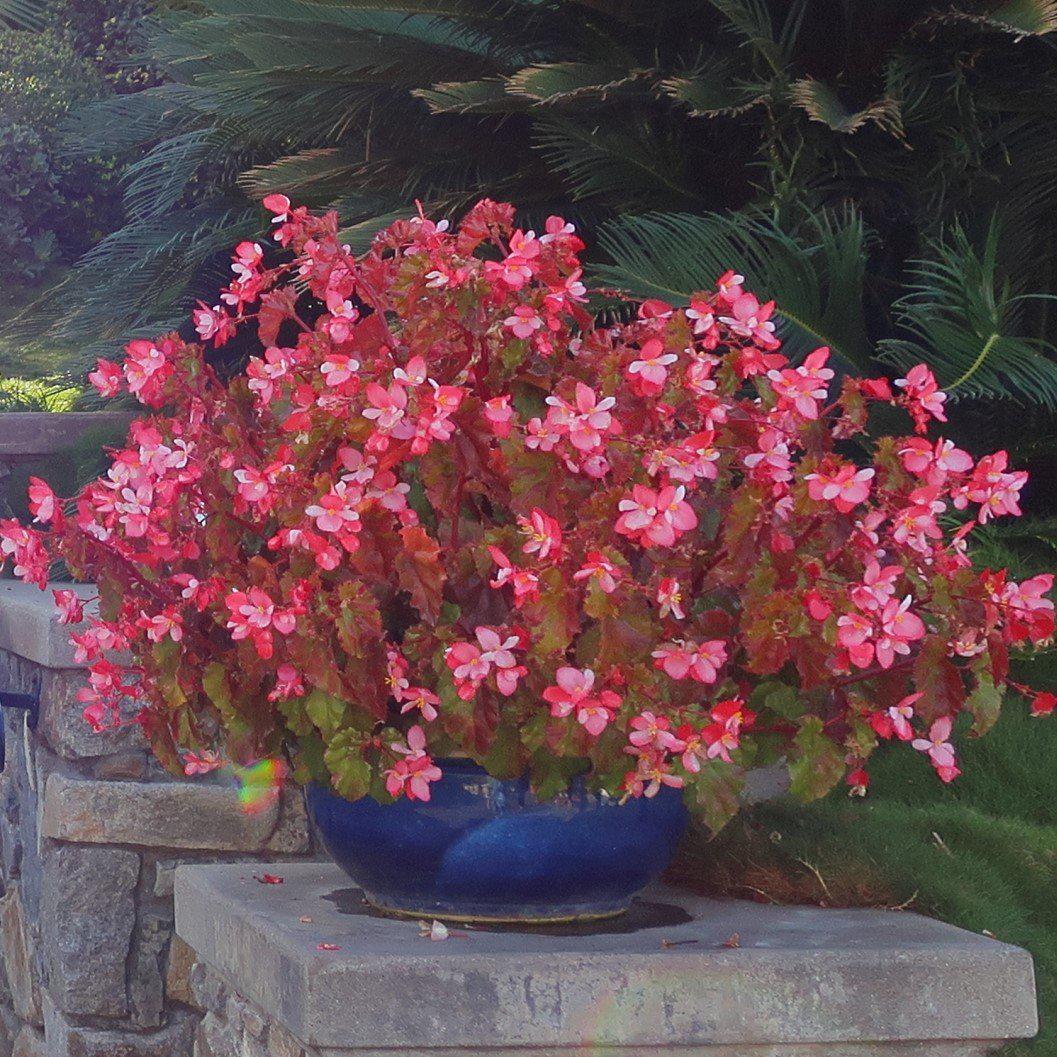 Begonia 'richmondensis' ~ Richmond Begonia-ServeScape