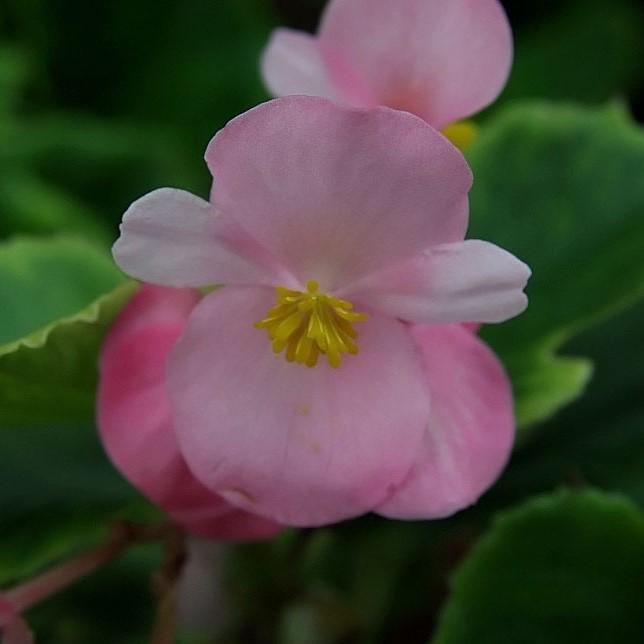 Begonia semperflorens 'Super Olympia Pink'~ Super Olympia® Pink Begonia-ServeScape