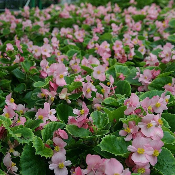 Begonia semperflorens 'Super Olympia Pink'~ Super Olympia® Pink Begonia-ServeScape