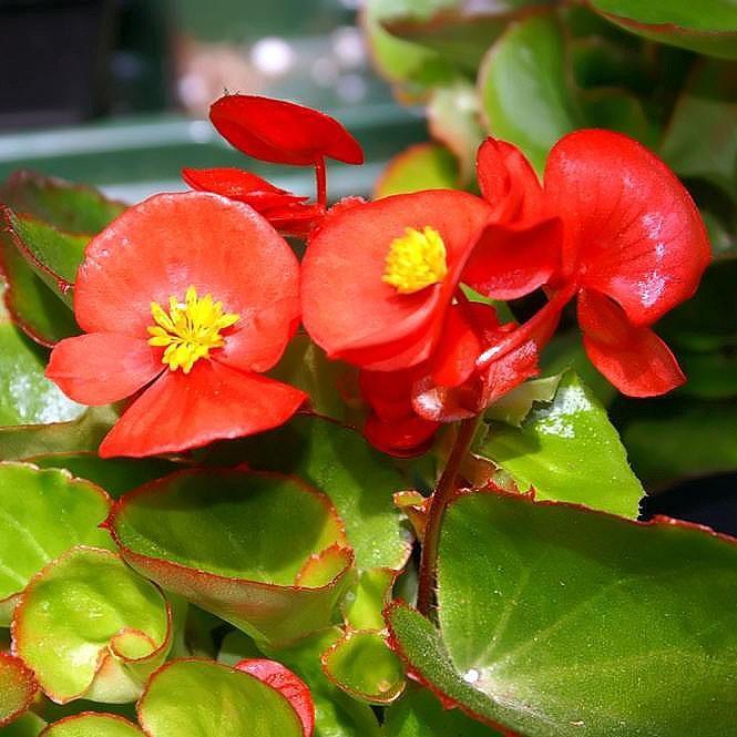 Begonia semperflorens 'Super Olympia Red'~ Super Olympia® Red Begonia-ServeScape