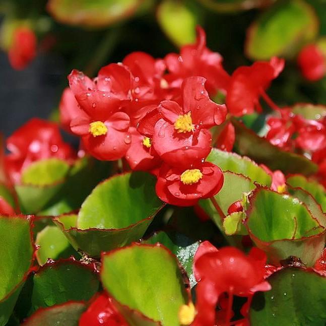 Begonia semperflorens 'Super Olympia Red'~ Super Olympia® Red Begonia-ServeScape