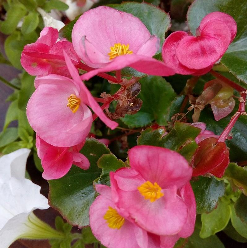 Begonia semperflorens 'Super Olympia Rose'~ Super Olympia® Rose Begonia-ServeScape