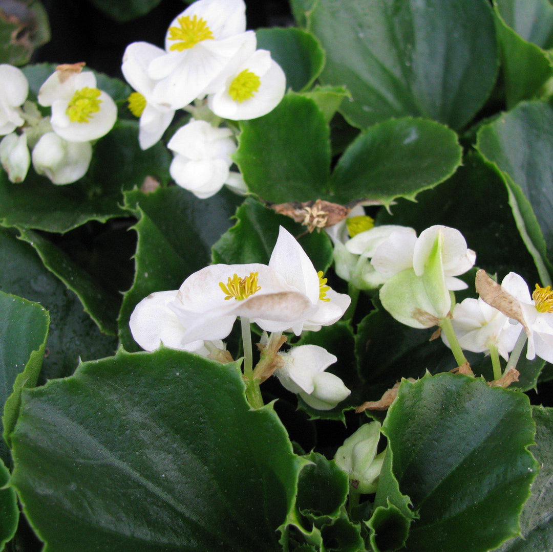 Begonia semperflorens 'Super Olympia White'~ Super Olympia® White Begonia-ServeScape