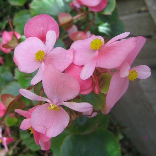 Begonia x 'Baby Wing Pink' ~ Baby Wing® Pink Begonia-ServeScape