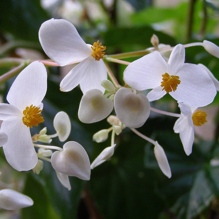 Begonia x 'Baby Wing White' ~ Baby Wing® White Begonia-ServeScape