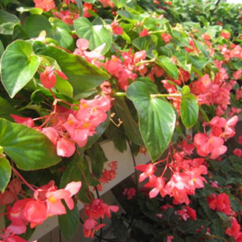 Begonia x 'Dragon Wing Pink' ~ Dragon Wing® Pink Begonia-ServeScape