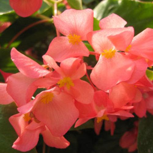 Begonia x 'Dragon Wing Pink' ~ Dragon Wing® Pink Begonia-ServeScape