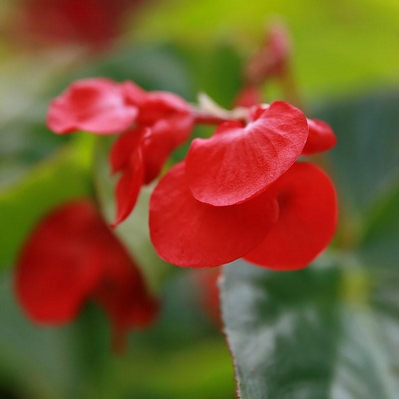 Begonia x 'Dragon Wing Red' ~ Dragon Wing® Red Begonia-ServeScape