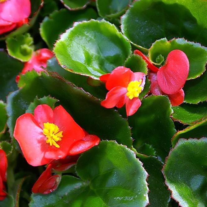 Begonia x benariensis 'Red With Bronze Leaf' ~ Whooper® Red With Bronze Leaf Begonia-ServeScape