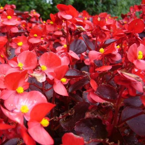 Begonia x benariensis 'Red With Bronze Leaf' ~ Whooper® Red With Bronze Leaf Begonia-ServeScape