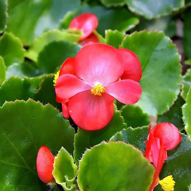 Begonia x benariensis 'Red With Green Leaf' ~ Whooper® Red With Green Leaf Begonia-ServeScape