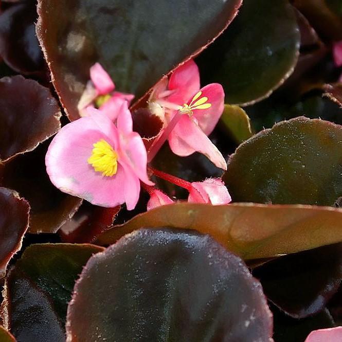 Begonia x benariensis 'Rose With Bronze Leaf' ~ Whooper® Rose With Bronze Leaf Begonia-ServeScape